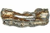 Mammoth Molar Slice with Case - South Carolina #238447-1